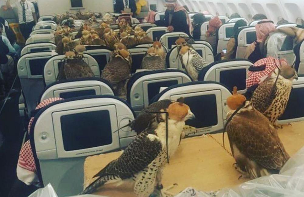 Birds On A Plane @albbac100/Pinterest