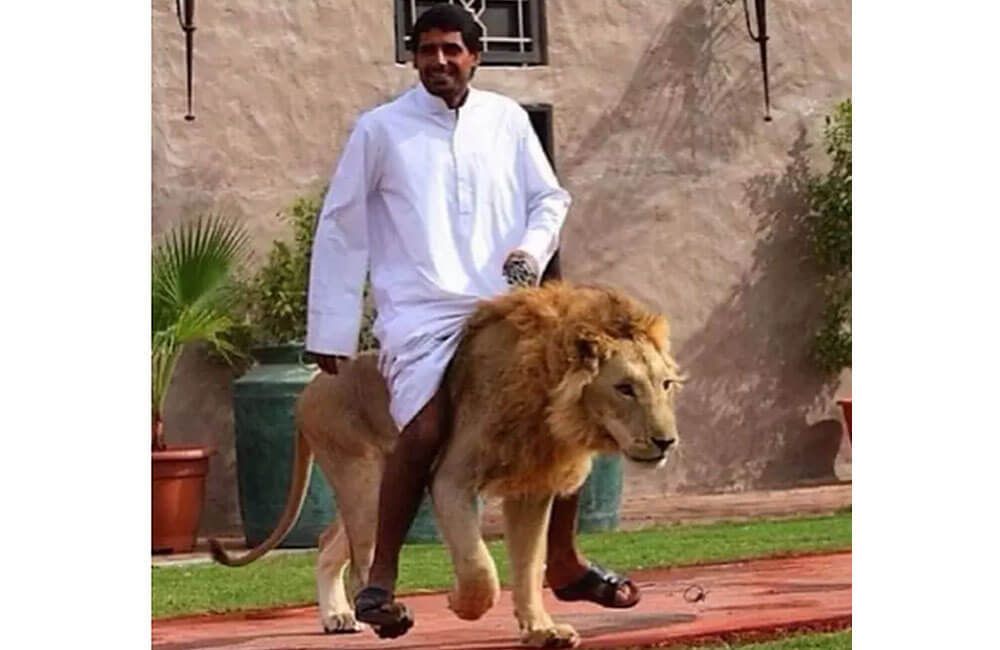 Lion Horses @limagoulartadv / Twitter.com